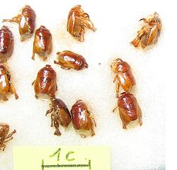 Scaptocoris minor (adultes)