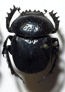  Scarabaeus semipunctatus