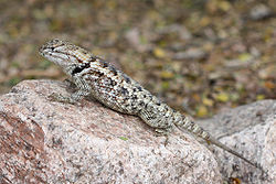  Sceloporus magister