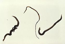  Schistosoma mansoni, mâle et femelle à gauche,femelle seule au milieu, mâle à droite