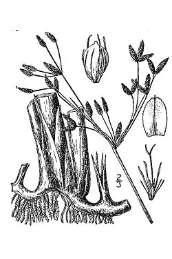  Schoenoplectus acutus