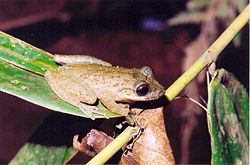  Scinax longilineus