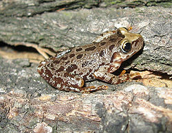  Scinax uruguayus