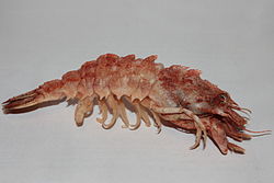  Sclerocrangon salebrosa