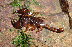  Euscorpius mingrelicus