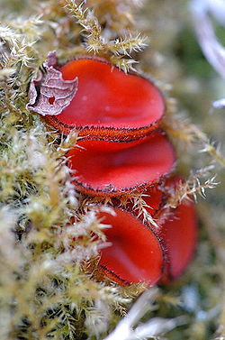  Scutellinia scutellata