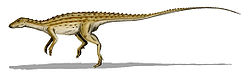  Scutellosaurus sp.