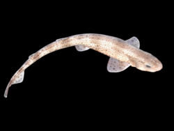 Petite Roussette  Scyliorhinus canicula