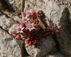  Sedum hispanicum