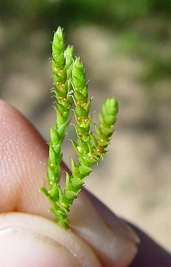 Selaginella denticulata