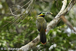  Toucanet à bec tacheté (Selenidera maculirostris)