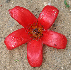 Fleur de Bombax ceiba