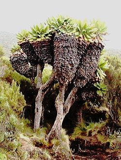  Dendrosenecio kilimanjari,espèce du Dendrosenecio