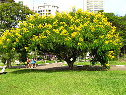  Senna spectabilis