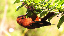 Colibri robinson