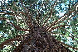  Sequoiadendron giganteum