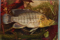  Serranochromis angusticeps