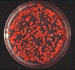 Bactéries Serratia marcescens