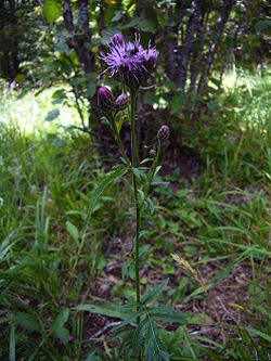  Serratula tinctoria subsp. monticola