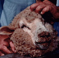 Mouton infecté(museau et lèvres)