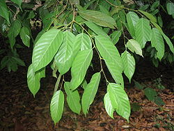  Feuilles de Shorea sumatrana