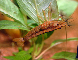  Atyopsis moluccensis