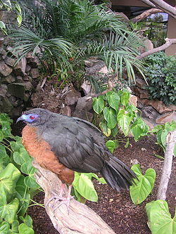  Pénélope de Goudot (C. goudotii)