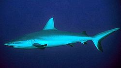  photo de requin soyeux prise aux Maldives