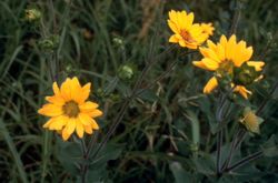  Silphium radula