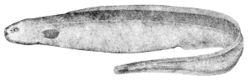  Simenchelys parasitica