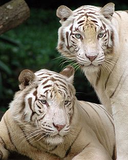 Singapore Zoo Tigers cropped.jpg
