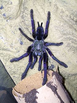 Lampropelma violaceopes femelle
