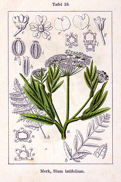  Chervis (Sium latifolium)