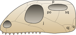 alt=Crâne de euryapside j : jugal,*p : pariétal,*po : postorbitaire,*q : carré,*qj : quadratojugal,*sq : squamosal