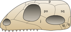 alt=Crâne de synapside j : os jugal,*p : pariétal,*po : postorbitaire,*q : carré,*qj : quadratojugal,*sq : squamosal