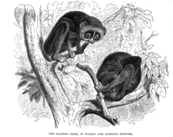  Loris grêle (Loris tardigradus)