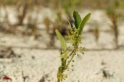  Smilax campestris