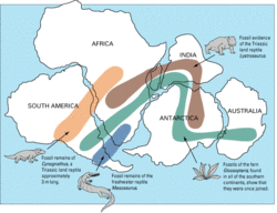 Répartion des espèces sur le continent Gondwana