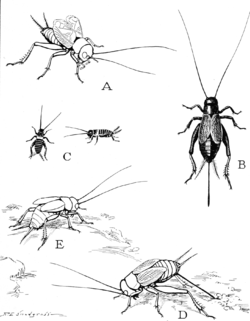  Gryllus assimilis