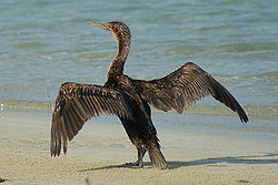  Phalacrocorax nigrogularis