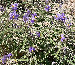  Solanum elaeagnifolium