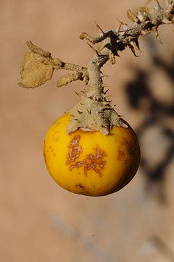  Fruit de Solanum incanum (Monts Hajar, Oman)