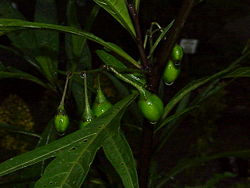  Solanum laciniatum