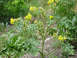  Solanum rostratum