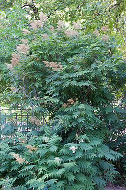  Sorbaria sorbifolia - Sorbaire à feuilles de sorbier