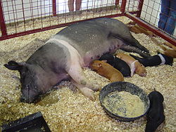 Sow and Piglets.jpg