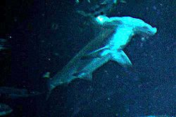  Requin-marteau halicorne (Sphyrna lewini)