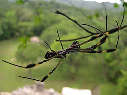  Nephila clavipes à Bonampak, au Chiapas