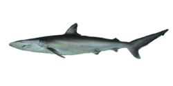  Carcharhinus brevipinna