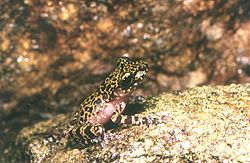  Mantidactylus brunae